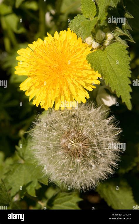 Dandelions Flower And Seed Stages Stock Photo Alamy