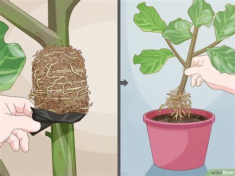 How To Propagate Fiddle Leaf Fig 3 Easy Methods For Beginners