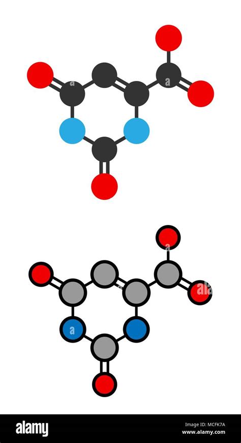 Orotic Acid Molecule Stylized 2d Renderings Stock Vector Image And Art