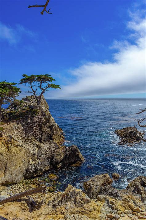 The Lone Cypress 17 Mile Drive Photograph By Scott Mcguire Pixels