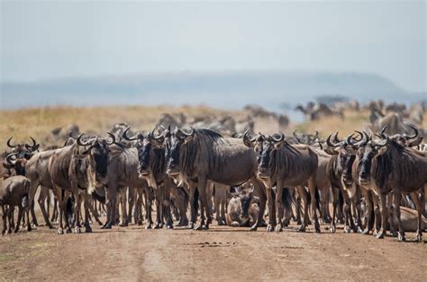 Tanzania Safari Great Wildebeest Migration Serengeti National Park