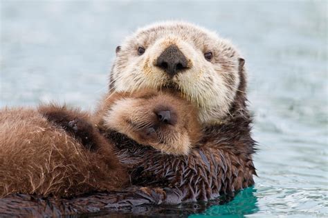 I can never get over how sweet the site of a mommy seat Otter caring