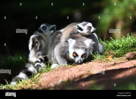 Close Up Of A Ring Tailed Lemur Lemur Catta With Two Babies Stock