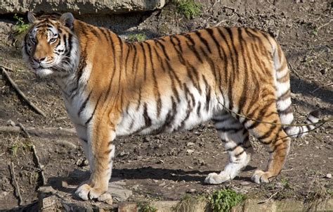 File:Amur Tiger 1d (5512735380).jpg
