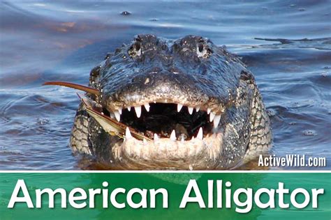 50 Unbelievable Interesting Facts About Alligators Ultimate Guide 2023