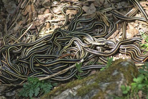 Snake Den 1 Stock Photo Image Of Animals Cold Striped 2413012