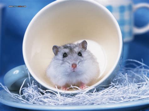 Cute Hamster Wallpapers 44 Wallpapers Adorable Wallpapers