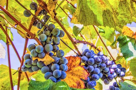 Concord Grapes Ripe On The Vine Archive