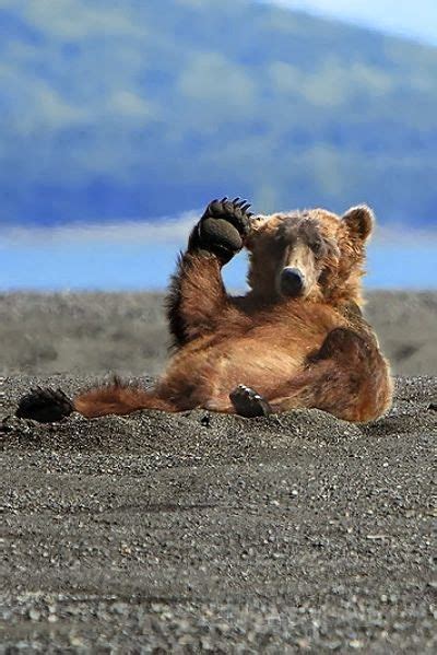 Funny Grizzly Bear Salutes Luvbat