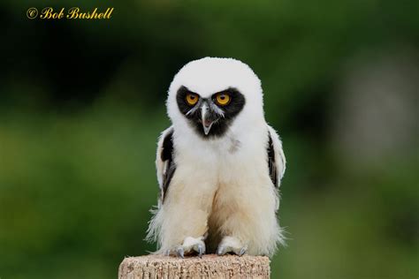 Birds And Nature In The Forest Of Dean Spectacled Owl Icbp