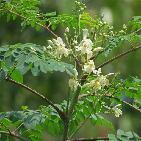 Drumstick Tree Of Life Malunggay Moringa Oleifera 20 Seeds