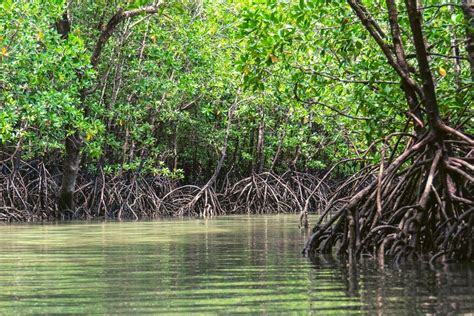 8 Most Beautiful Mangrove Forests In India You Have To Explore