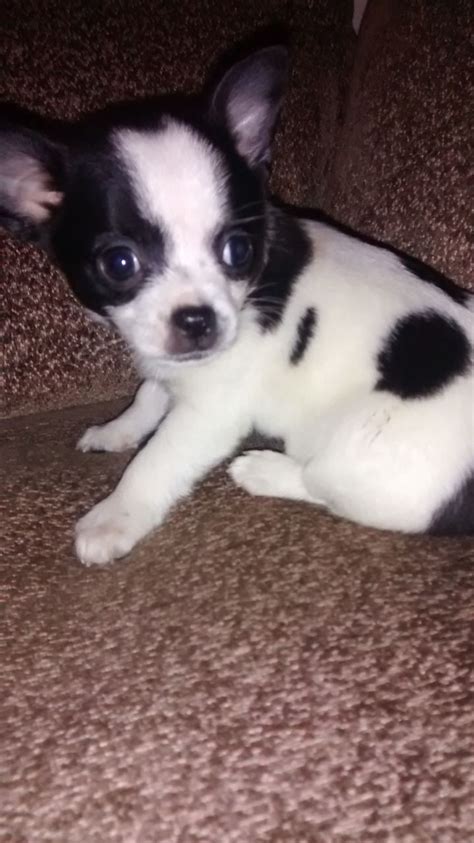 Black And White Chihuahua Puppy Derby Derbyshire