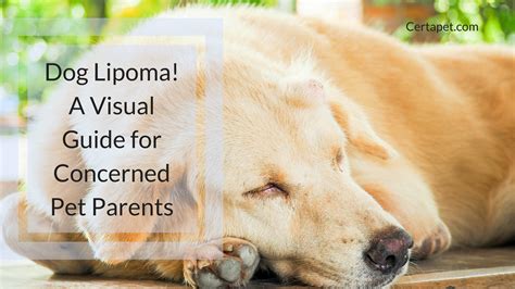Dog Lipoma A Guide For Concerned Pet Parents Dogs Pet Parent