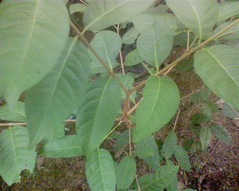 Mp3 duration 6:21 size 14.53 mb / mtas production 3. Sayur - Sayuran Sukanegeri: Daun Salam di Komering Sukanegeri