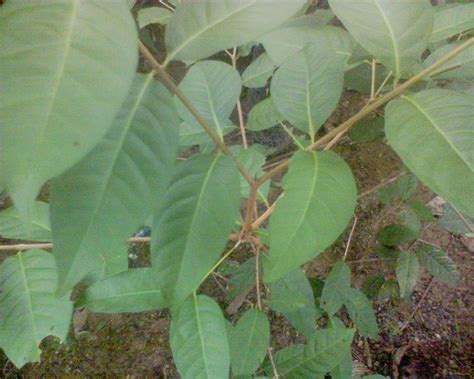 Seperti sayur asem, lodeh, pepes, gulai, kari, nasi kuning, sup. Sayur - Sayuran Sukanegeri: Daun Salam di Komering Sukanegeri