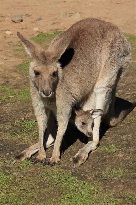 Mother And Baby Kangaroo Stock Photo Image 42252432