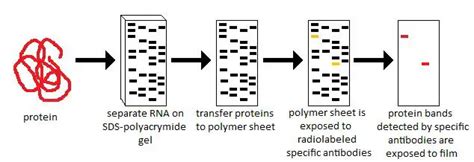 Western Blot Technique Principle Steps Uses • Microbe Online