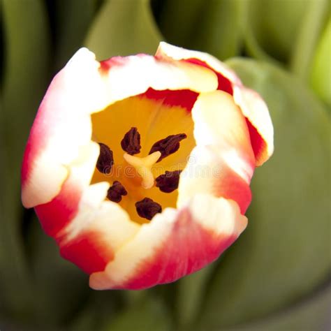 Tulip Opening Stock Photo Image Of Petal Flora Flower 19087500