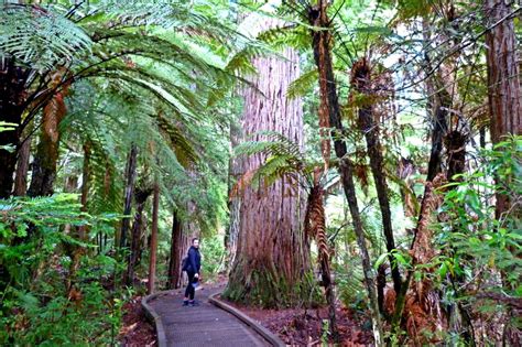 Whakarewarewa Forest Redwoods · Tras Las Huellas De Mir