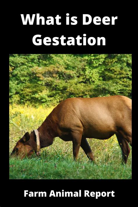 7 Signs Deer Gestation Period Deer Gestation Pregnant Deer