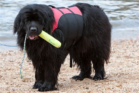 Newfoundland Rescue Dogs Flickr Photo Sharing