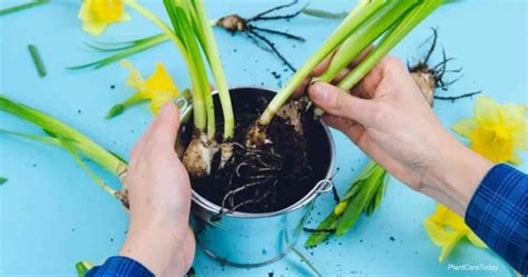 Transplanting Daffodils How To Transplant Container Grown Daffodils