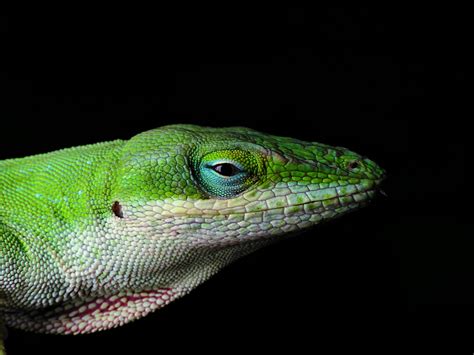 Green Anole Arboreal Lizard Wallpapers Wallpaper Cave