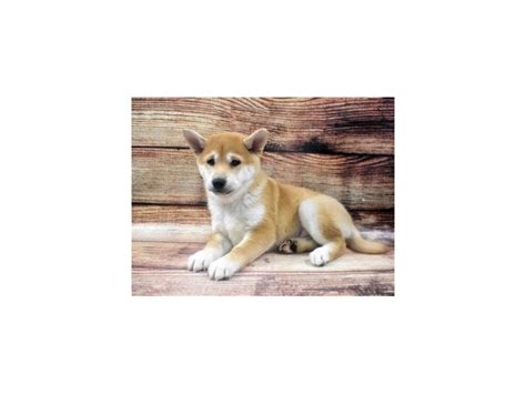 They will love your children like their own and they will do anything to protect them regarding the other pets and dogs such as labrador, shiba inu puppy for sale is not very friendly. Shiba Inu-DOG-Male-Red-2898245-Petland Las Vegas, NV