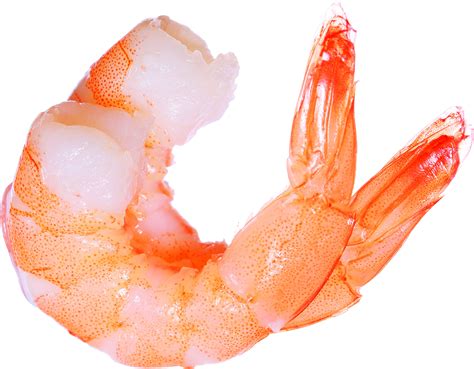 Collection Of Shrimp Hd Png Pluspng 0 Hot Sex Picture