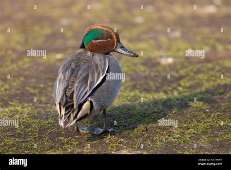 Male Common Teal Anas Crecca Standing On Grass Bank Stock Photo Alamy