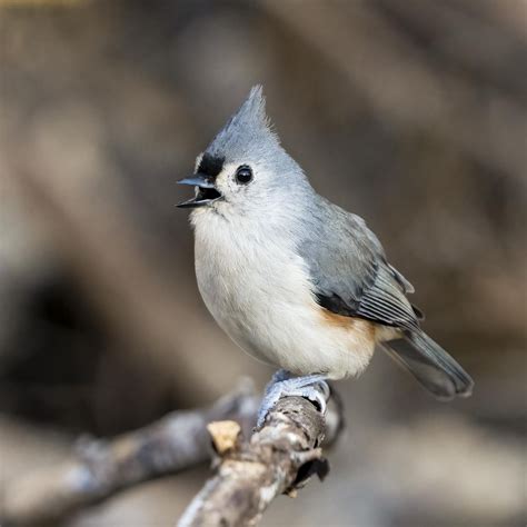 Birds From My Backyard In Tennessee Tufted Titmouse White Throated