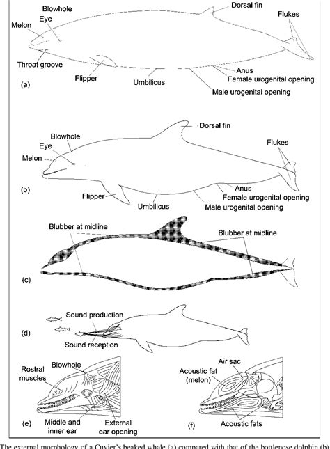 Figure 3 From Elements Of Beaked Whale Anatomy And Diving Physiology