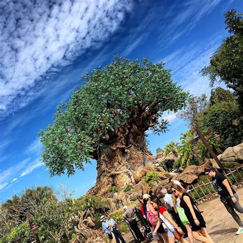 Robert On Instagram The Tree Of Life Looks Amazing Today Wdwtoday
