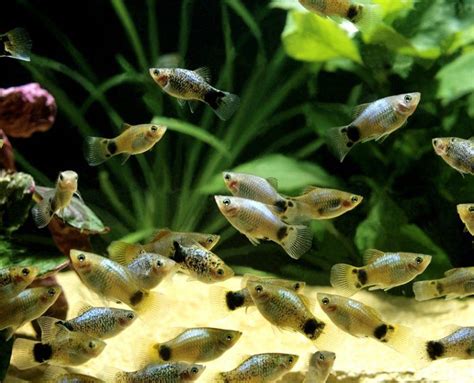 20 Types Of Platy Fish Species Colors And Tail Varieties With
