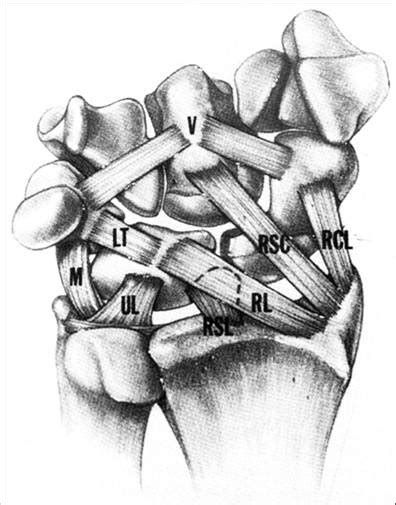 Wrist Ligaments And Biomechanics Hand Orthobullets