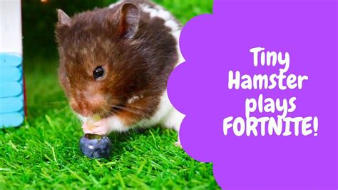 Hamster Plays Fortnite Battle Royale Youtube