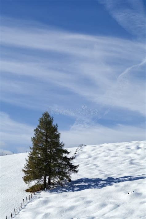 Spruce Trees On Snowy Hill Stock Photo Image Of Landscape 78994864