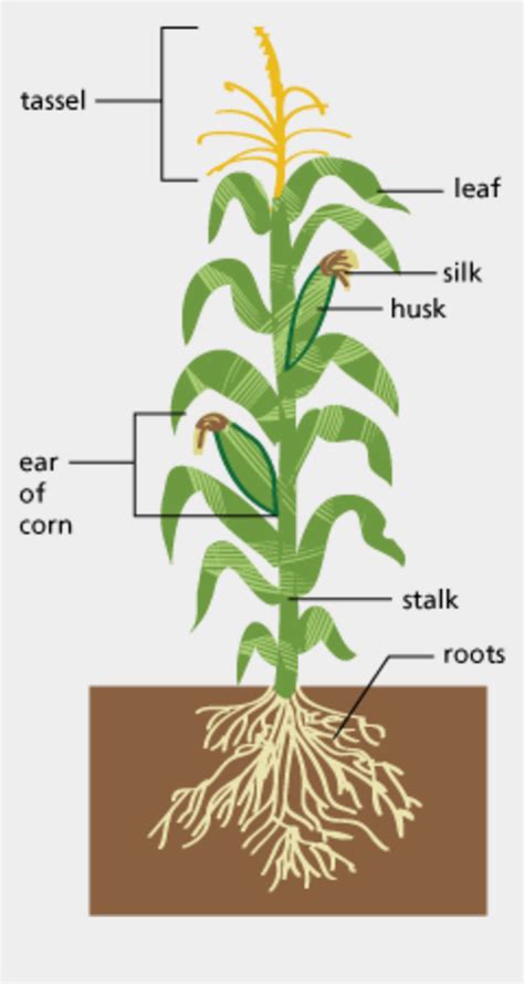 Image Of Edible Parts Of A Plant Diagram Large Size Diagram Of A Corn