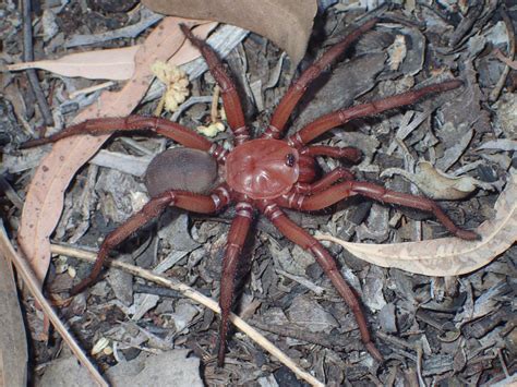 New Spider Species Found Burrowing In Australia Experts Say Fort