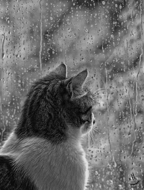 One Of Those Rainy Days Cat Looking Out The Window On A Rainy Day