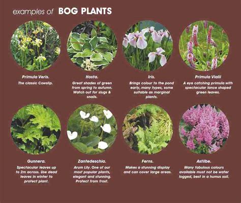We did not find results for: Bog Garden Plants Zone 5 | Fasci Garden