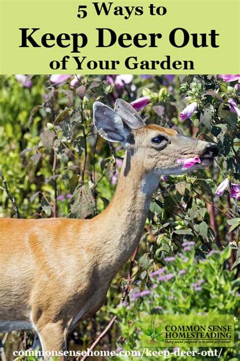 Click to add item 2' x 25' green plastic garden fence to the compare list. Keep Deer Out of Your Garden - 5 Deer Deterrent Strategies ...