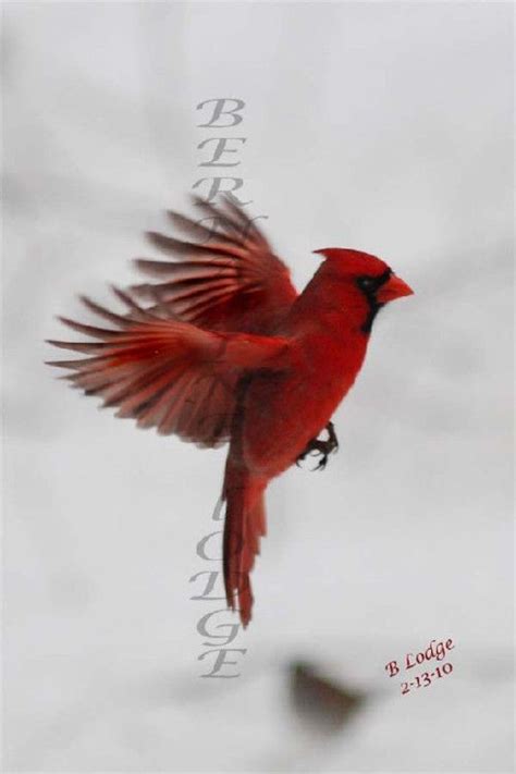 Cardinal tattoos derive from german culture. Pin on Possibilities