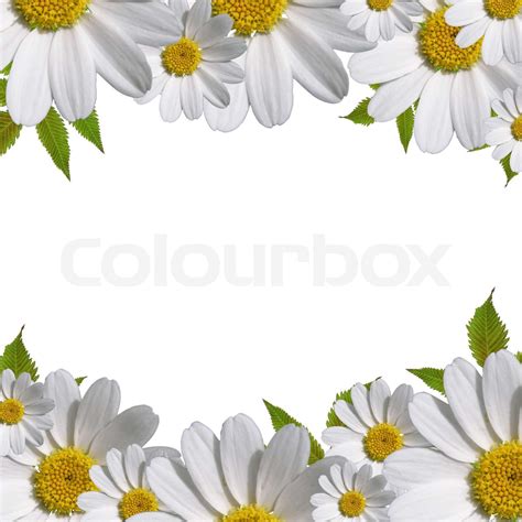 Daisy Flowers Border With Copy Space Stock Image Colourbox