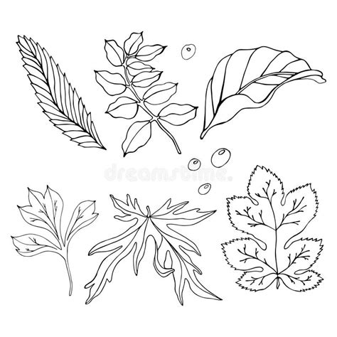 Set Of Hand Drawn Leaves For Your Design Stock Vector Illustration