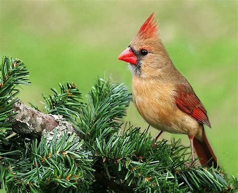 Red Head Female Northern Cardinal Illine Smith Flickr