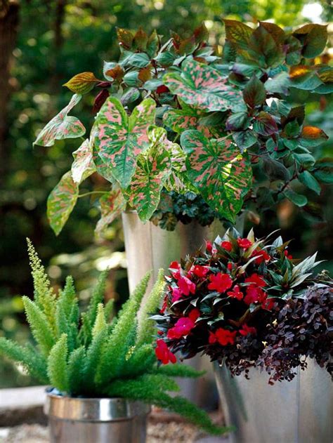 Container Garden Recipes For Shade Gardens Shade Plants