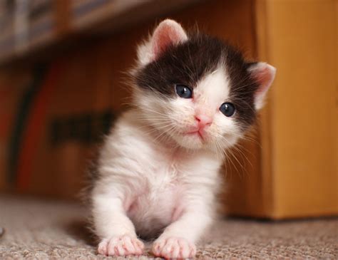 可愛い猫の赤ちゃんぎゅっと抱きしめたい癒しの画像集 猫画像どっと 猫ブログ