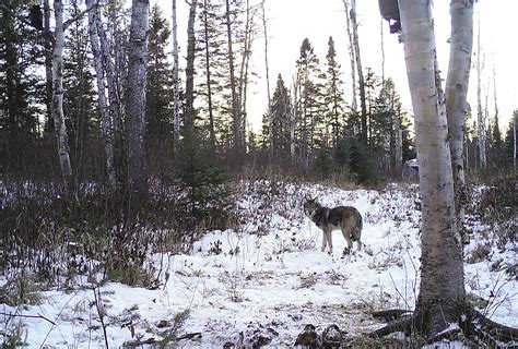 Wolf On Trail Cam 2015opt Northern Wilds Magazine